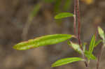 Georgia frostweed
